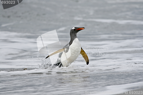 Image of Gentoo penguin (Pygoscelis papua)