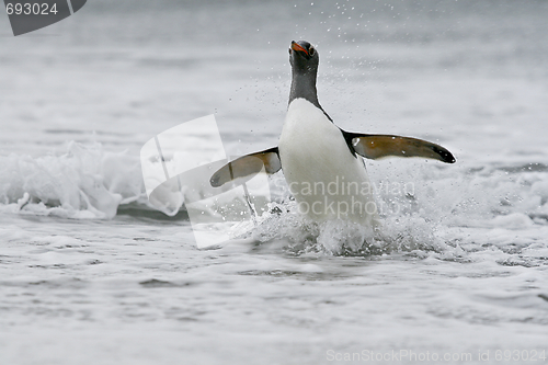 Image of Gentoo penguin (Pygoscelis papua)