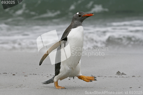 Image of Gentoo penguin (Pygoscelis papua)