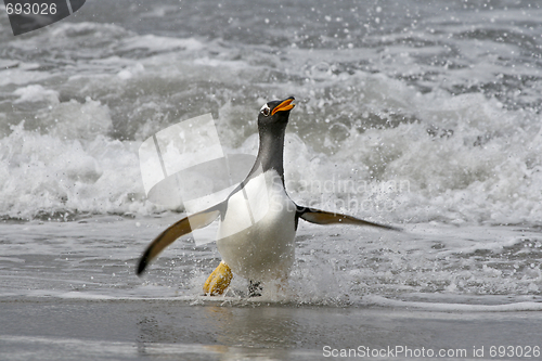 Image of Gentoo penguin (Pygoscelis papua)