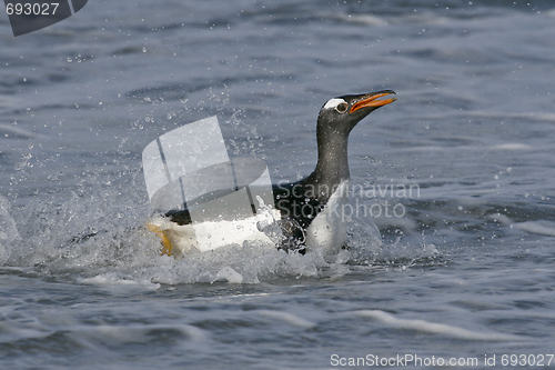 Image of Gentoo penguin (Pygoscelis papua)