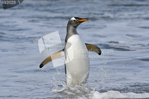 Image of Gentoo penguin (Pygoscelis papua)