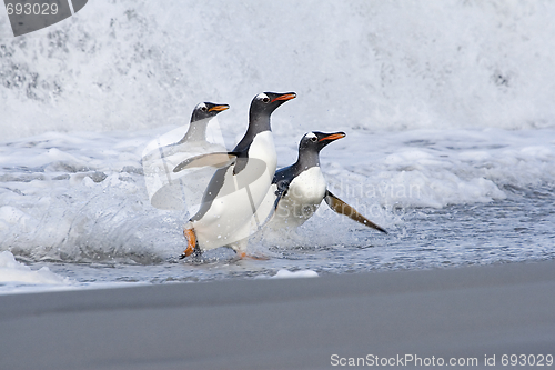 Image of Gentoo penguins (Pygoscelis papua)