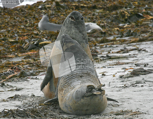 Image of Southern elephant seals (Mirounga leonina)