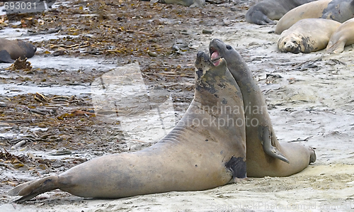 Image of Southern elephant seals (Mirounga leonina)