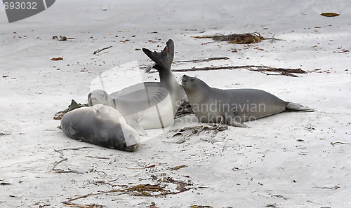 Image of Southern elephant seals (Mirounga leonina)