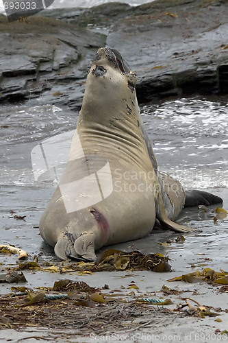 Image of Southern elephant seals (Mirounga leonina)