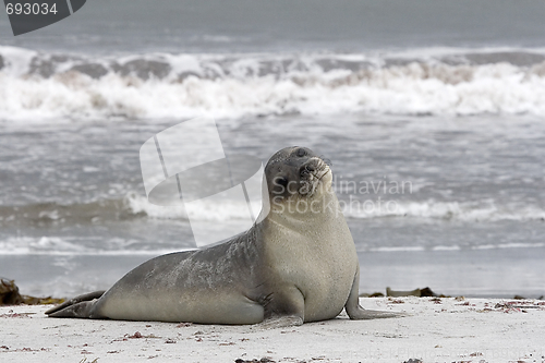 Image of Southern elephant seal (Mirounga leonina)