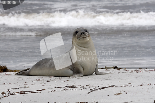 Image of Southern elephant seal (Mirounga leonina)