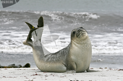 Image of Southern elephant seal (Mirounga leonina)