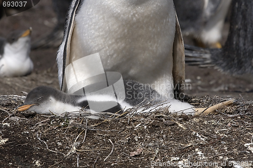 Image of Gentoo penguin (Pygoscelis papua)