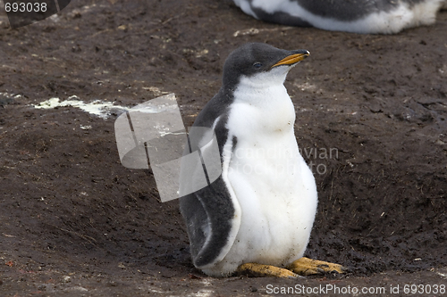 Image of Gentoo penguin (Pygoscelis papua)