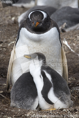 Image of Gentoo penguins (Pygoscelis papua)