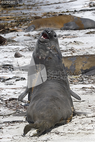 Image of Southern elephant seals (Mirounga leonina)