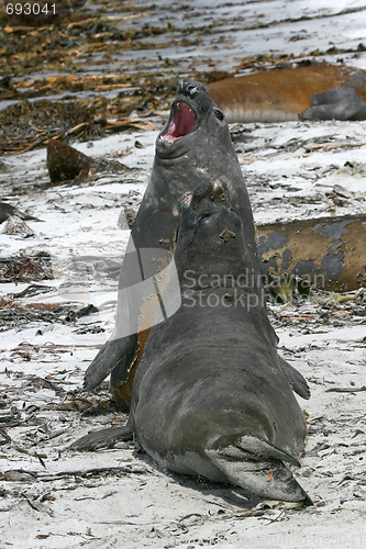 Image of Southern elephant seals (Mirounga leonina)