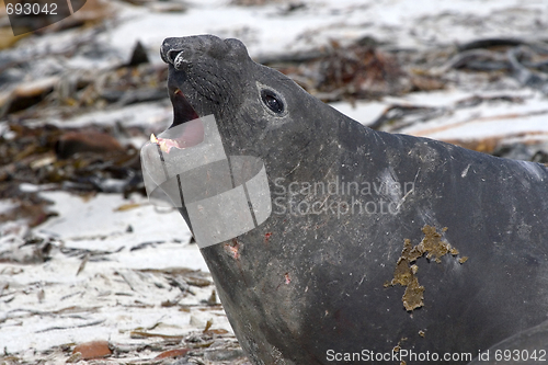 Image of Southern elephant seal (Mirounga leonina)