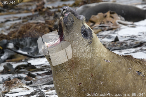 Image of Southern elephant seal (Mirounga leonina)