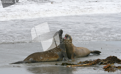 Image of Southern elephant seals (Mirounga leonina)