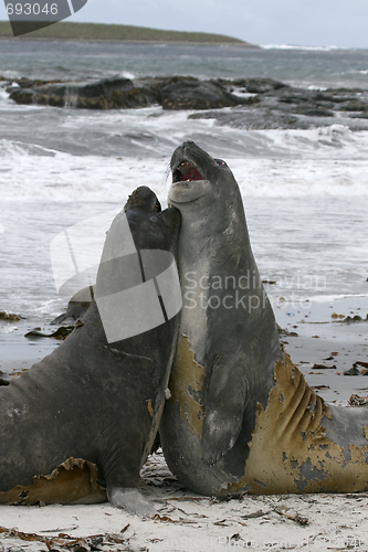 Image of Southern elephant seals (Mirounga leonina)