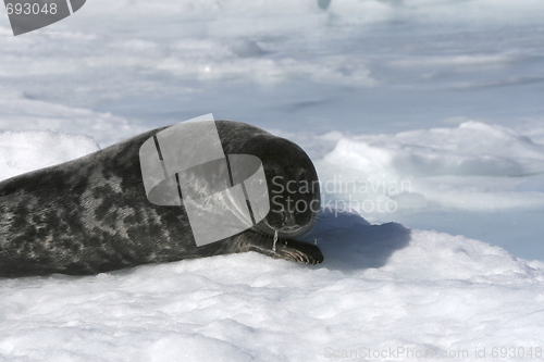 Image of Grey seal