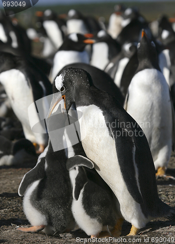 Image of Gentoo penguins (Pygoscelis papua)