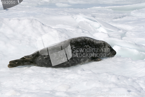 Image of Grey seal