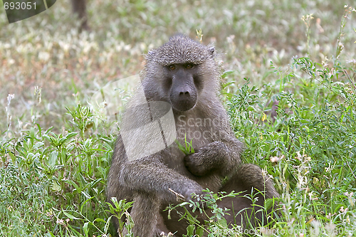 Image of Olive baboons (Papio anubis)