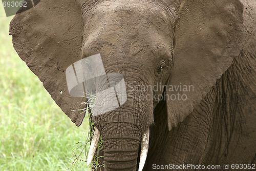 Image of Elephant  (Loxodonta africana)