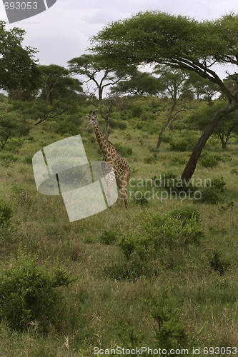 Image of Giraffe (Giraffa camelopardalis)