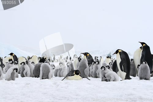 Image of Emperor penguins (Aptenodytes forsteri)