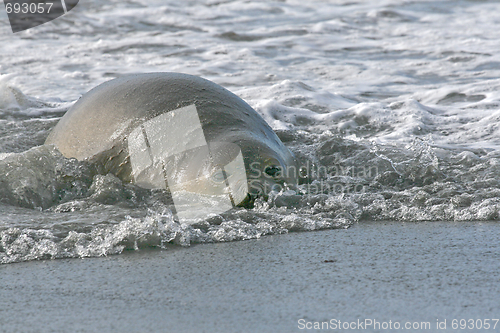 Image of Southern elephant seal (Mirounga leonina)