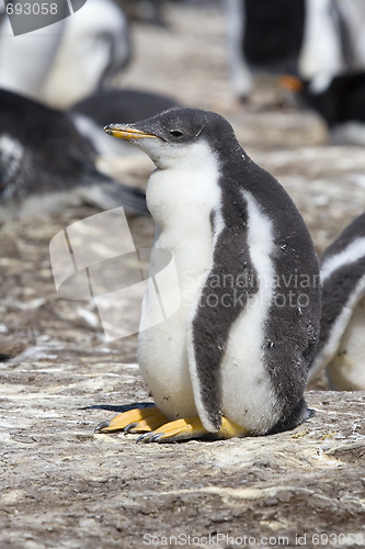 Image of Gentoo penguin (Pygoscelis papua)