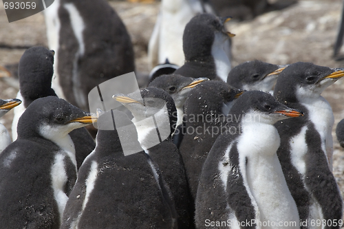 Image of Gentoo penguins (Pygoscelis papua)