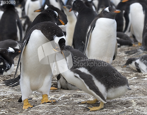 Image of Gentoo penguins (Pygoscelis papua)