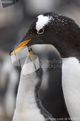Image of Gentoo penguins (Pygoscelis papua)