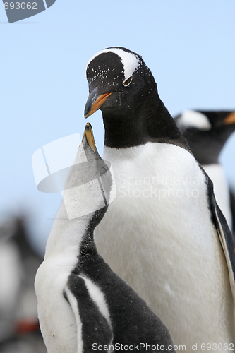 Image of Gentoo penguins (Pygoscelis papua)