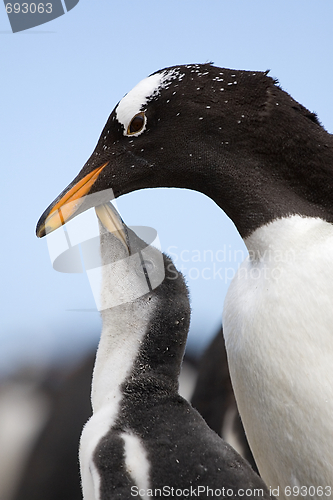 Image of Gentoo penguins (Pygoscelis papua)