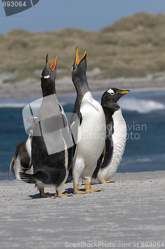 Image of Gentoo penguins (Pygoscelis papua)