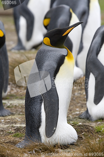 Image of King penguin (Aptenodytes patagonicus)