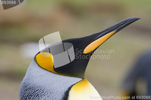 Image of King penguin (Aptenodytes patagonicus)