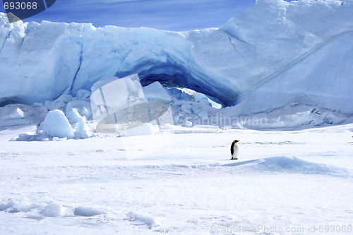 Image of Emperor penguin (Aptenodytes forsteri)