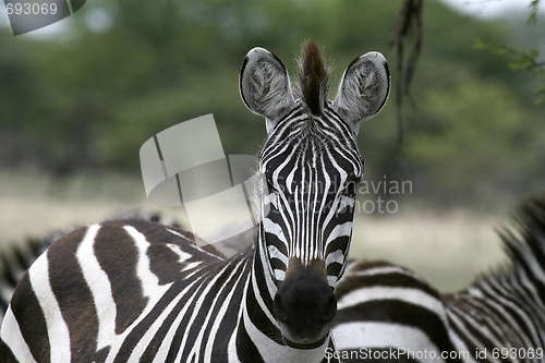 Image of Burchell's zebra (Equus burchelli)