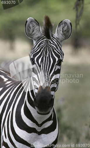 Image of Burchell's zebra (Equus burchelli)