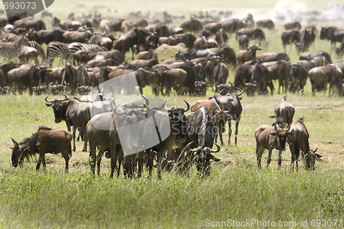 Image of The great migration