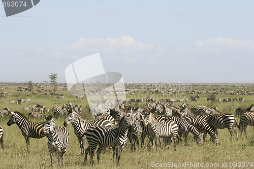 Image of Burchell's zebra (Equus burchelli)