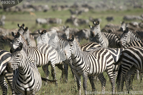 Image of Burchell's zebra (Equus burchelli)