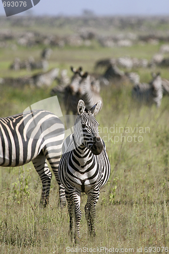 Image of Burchell's zebra (Equus burchelli)