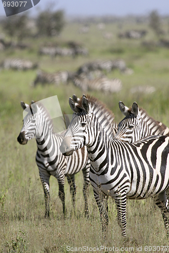 Image of Burchell's zebra (Equus burchelli)