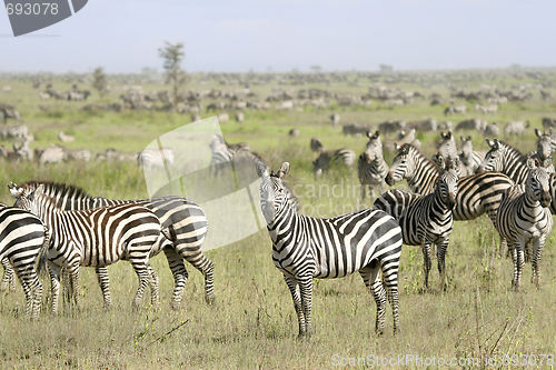 Image of Burchell's zebra (Equus burchelli)