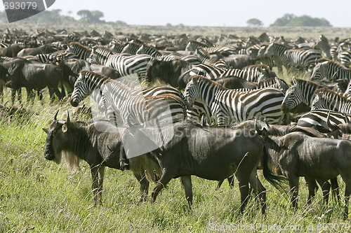 Image of Burchell's zebra (Equus burchelli)